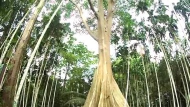 300 yıllık dev ağaç. Uthai Thani Eyaleti Tayland.