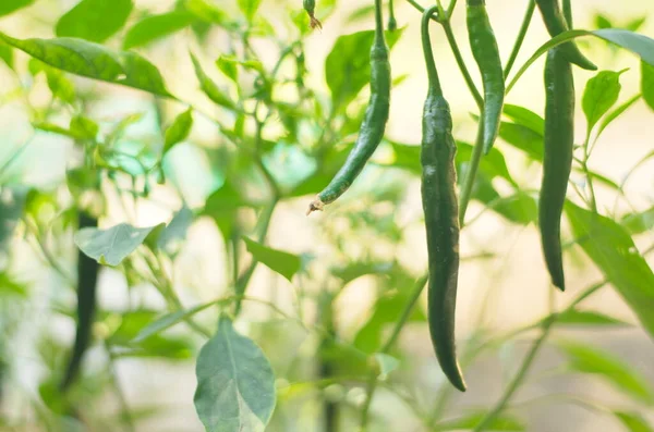 Grön Paprika Växer Trädgården Fram Och Bakgård — Stockfoto