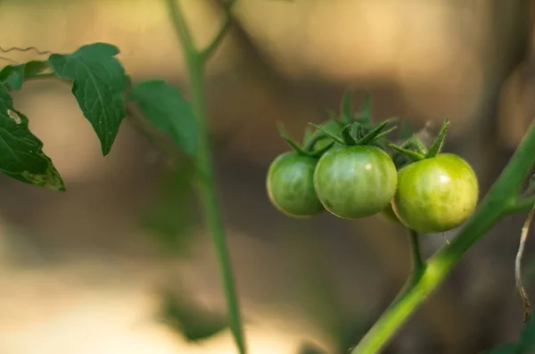 Den Gröna Tomaten Den Ätliga Ofta Röd Fram Och Bakgård — Stockfoto