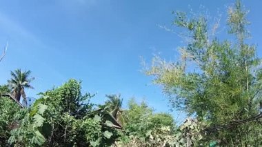 Rüzgar ağaçların tepesinden eser..