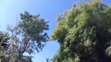 Rüzgar ağaçların tepesinden eser..