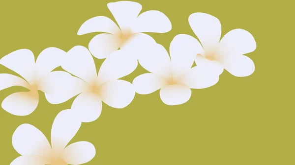 Motivo Floreale Senza Cuciture Fiori Bianchi Plumeria Isolati Sfondo — Vettoriale Stock