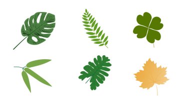 Beyaz arkaplanda izole edilmiş çeşitli yaprak gruplarının çizimi.