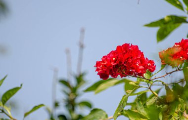 Kırmızı çiçek doğada ve gökyüzünde açar..