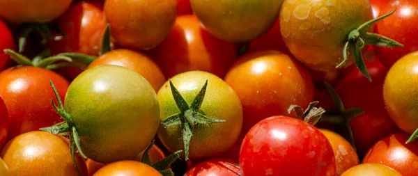 Färska Mogna Röda Tomater Och Gröna Tomater Som Inte Mogna — Stockfoto