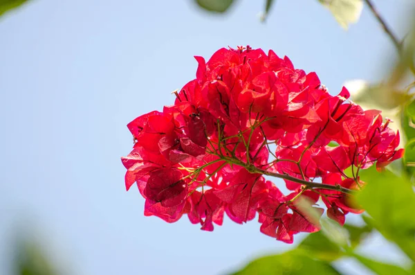Kırmızı çiçek doğada ve gökyüzünde açar..
