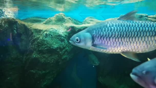 Mad Carp Sultan Fish Akwarium Słodkowodnym Miejsca Hodowli Zwierząt Wodnych — Wideo stockowe