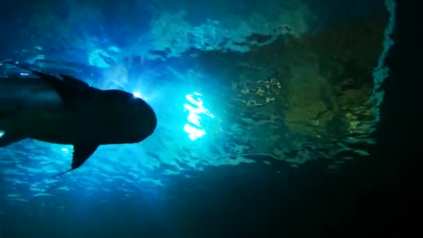 Mekong Giant Catfish Sötvattensakvarium Akvatiska Uppfödningsplatser — Stockvideo