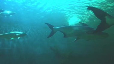 Mekong Dev Kedibalığı tatlı su akvaryumunda. Sucul üreme yerleri.