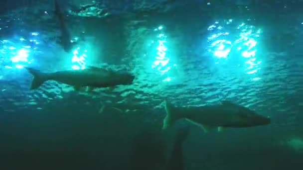 Mekong Óriás Harcsa Édesvízi Akváriumban Vízi Szaporítóhelyek — Stock videók