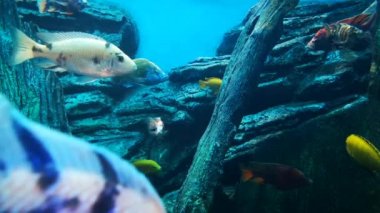 Cichlids tatlı su akvaryumunda. Sucul üreme yerleri.