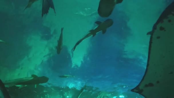 Mekong Óriás Harcsa Óriás Édesvízi Whipray Édesvízi Akváriumban Vízi Szaporítóhelyek — Stock videók