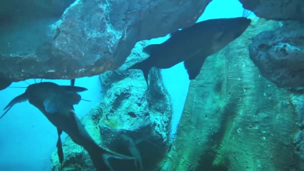 Mékong Poisson Chat Géant Dans Aquarium Eau Douce Lieux Reproduction — Video