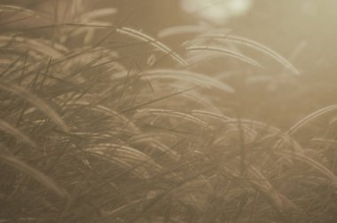 Doğadaki güzel akşam otları. Açık kahverengi ton.