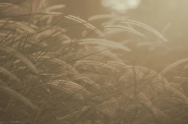 Doğadaki güzel akşam otları. Açık kahverengi ton.