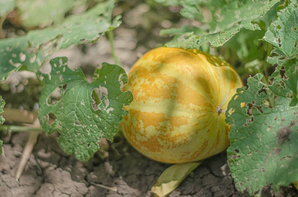 Thailändsk Kantaloupe Eller Gul Melon Inhemsk Frukt Thailand Planteras Trädgården — Stockfoto