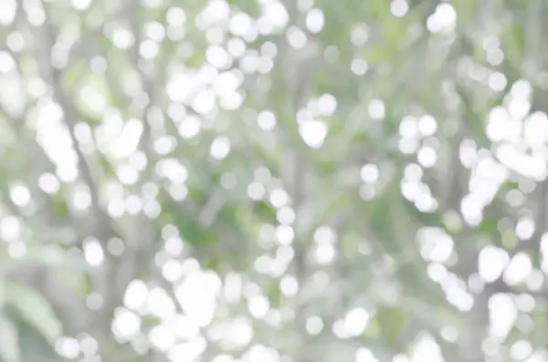 Soyut bulanık beyaz renk bokeh. Bahçedeki yeşillik manzarası.