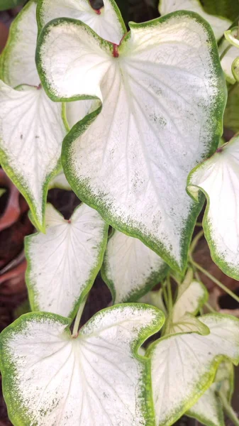 Kalp şekli, doğal dokusu ve tropikal güzelliği olan beyaz ve yeşil kaladyum yapraklarına yakın çekim.