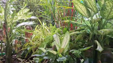 Yumuşak yağış sonrasında taze yeşil bitkiler ve ıslak yapraklarla güzel tropikal bahçe barışçıl bir doğal atmosfer yaratıyor..