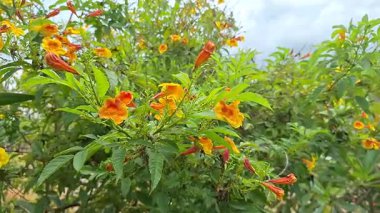 Canlı sarı ve turuncu çiçekler rüzgarda zarifçe sallanarak barışçıl bir tropikal bahçe atmosferi yaratıyor..