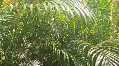 Bereketli yeşil yaprakları olan güzel tropikal palmiye ağaçları huzurlu bir bahçede parlak güneş ışığı altında parlıyor..