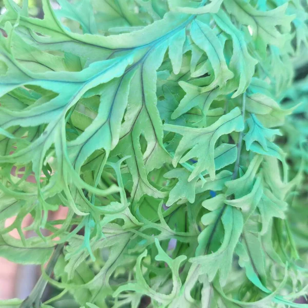 Doğal botanik deseni ve canlı organik tazeliği vurgulayan yeşil yaprak dokusunun makro yakın çekimi.