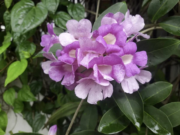 Piękny Purpurowy Kwiat Rosnący Tropikalnym Lesie Piękne Kwiaty Ogrodowe Egzotyczne — Zdjęcie stockowe