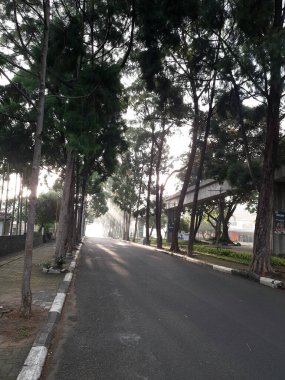 Yol kenarındaki köknar ağacı. Gölgeli ağaçların arasındaki patika