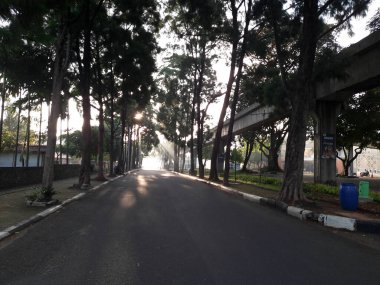 Yol kenarındaki köknar ağacı. Gölgeli ağaçların arasındaki patika