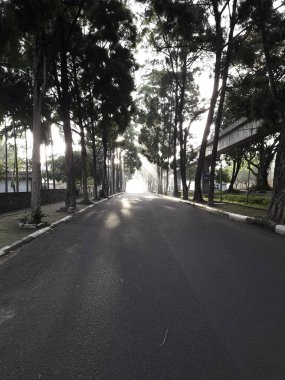 Yol kenarındaki köknar ağacı. Gölgeli ağaçların arasındaki patika