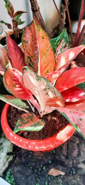 Kavanozda kırmızı aglonema. Bahçedeki kırmızı saksılarda Aglonema bitkileri 