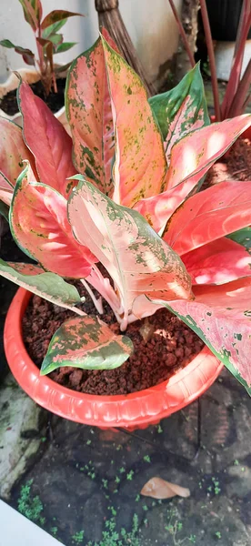 Red Aglonema Pot Aglonema Plants Red Pots Yard — Stock Photo, Image