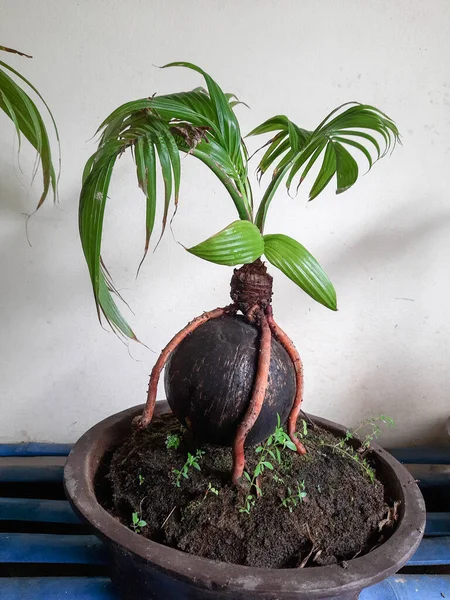 Coconut Bonsai Coco Bonsai Planted Pots Looking Coconut Shells Wrapped — Stock Photo, Image