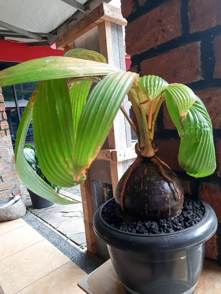 Coconut Bonsai Coco Bonsai Planted Pots Looking Coconut Shells Wrapped — Stock Photo, Image