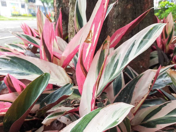 빨간색의 잎이다 선택적 식물은 정원에 있습니다 Cordyline Fruticosa Red Leave — 스톡 사진