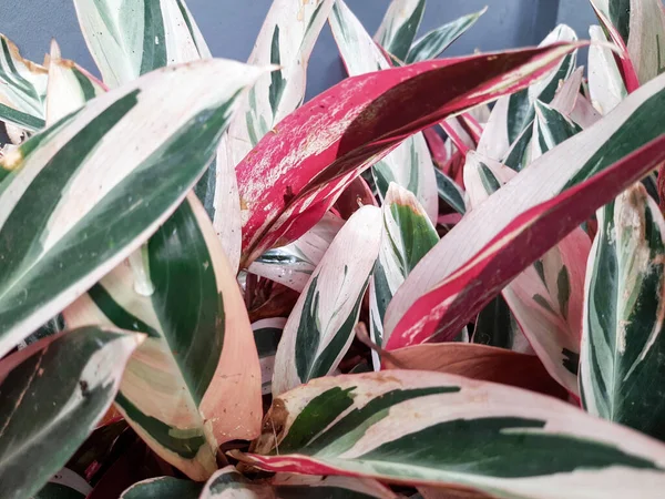 Белые Красные Листья Выборочный Фокус Растение Саду Cordyline Фруктовый Красный — стоковое фото