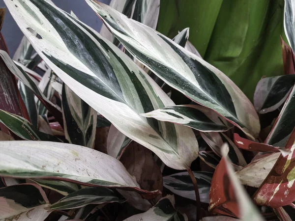 White Red Leaves Selective Focus Plant Garden Cordyline Fruticosa Red — Stock Photo, Image