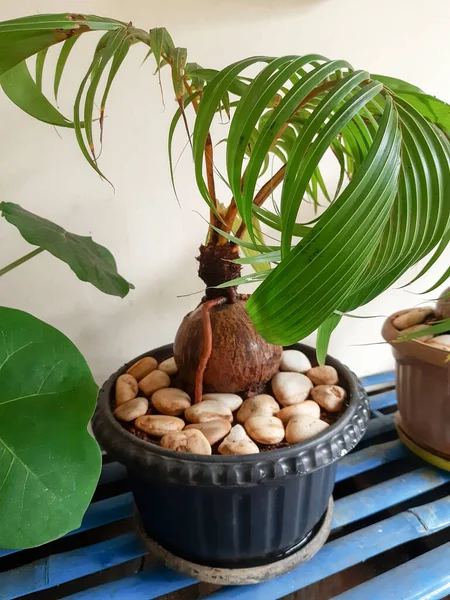 Bonsai Kelapa Atau Bonsai Kelapa Ditanam Dalam Pot Mencari Cangkang Stok Foto Bebas Royalti