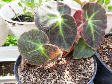 Benekli benekli begonya (begonia maculata var) yaprakları. Wightii) Çiçek. Eşsiz ev bitkisi detayı. 