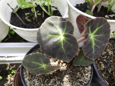 Benekli benekli begonya (begonia maculata var) yaprakları. Wightii) Çiçek. Eşsiz ev bitkisi detayı. 