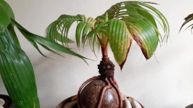 Bonsai hindistan cevizi. Hindistan cevizi ağacı bonsai saksıda yetişiyor. Hindistan cevizli bonsai saksılara ekilir, egzotik görünen köklere sarılmış hindistan cevizi kabuklarına bakarlar.  