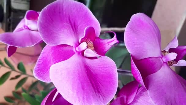 Mor Orkidesi Mor Orkidesi Veya Cazibe Çiçeği Phalaenopsis Amabilis Batik — Stok video