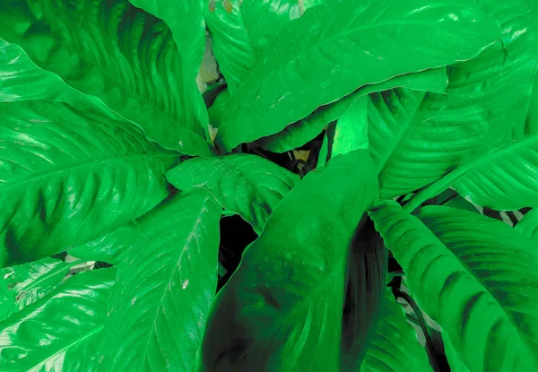 熱帯緑の葉の背景を閉じてください フラットレイ 新鮮な壁紙のバナーコンセプト — ストック写真