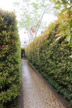 Labirent parkta. Yeşil labirent tünelinde perspektif azalıyor 