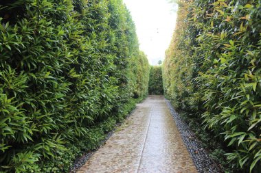 Labirent parkta. Yeşil labirent tünelinde perspektif azalıyor 