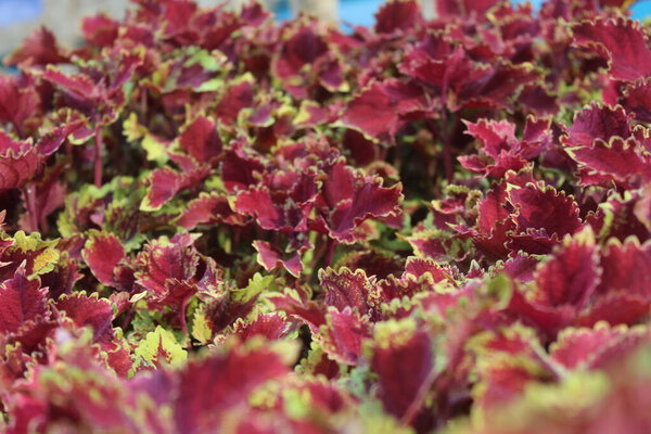 Plectranthus scutellarioides, coleus or Miyana or Miana leaves or in latin Coleus Scutellaricides, is a species of flowering plant in the family of Lamiaceae and one of a traditional herbs remedies 