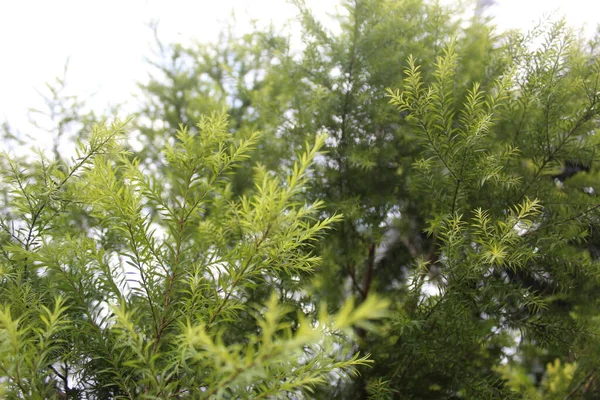 Primer Plano Agujas Pino Través Naturaleza Verde Fondo Natural Símbolo —  Fotos de Stock