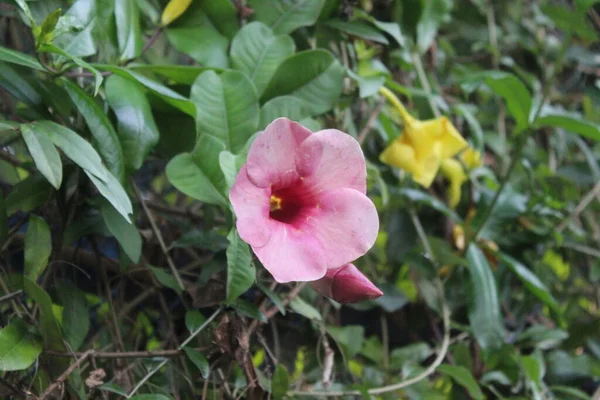 Flor Trompeta Rosa Jardín — Foto de Stock