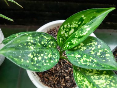 Yeşil aglaonema yapraklarının üst görüntüsü. Aglaonema 'nın güzel ve çekici tropikal yaprakları  