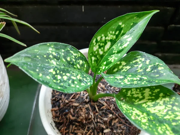 Yeşil aglaonema yapraklarının üst görüntüsü. Aglaonema 'nın güzel ve çekici tropikal yaprakları  